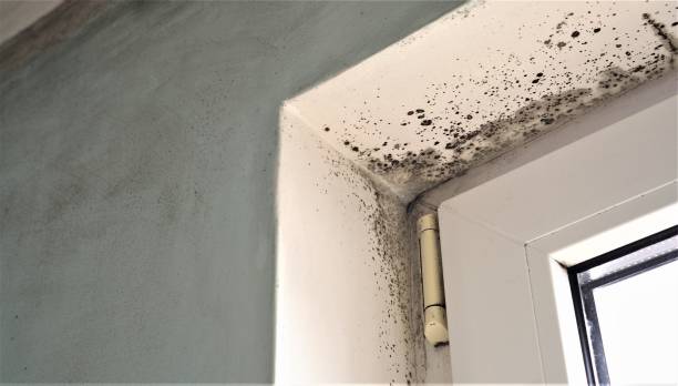 Professional Mold Removal in Arkwright, SC